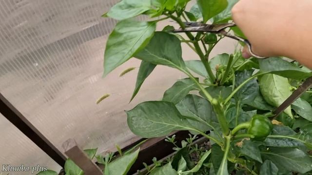 Как ускорить созревание перцев на кустах