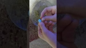 как посадить виноград из косточки.будет 2 часть.всех люблю ?