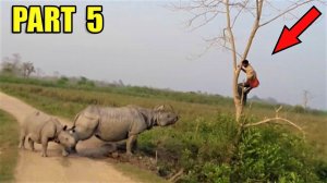 Самые невероятные встречи с дикими животными на дороге, часть