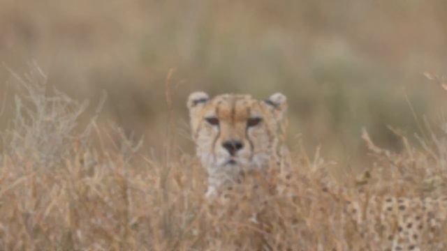 Safari 2022. Big cats only. смотреть онлайн