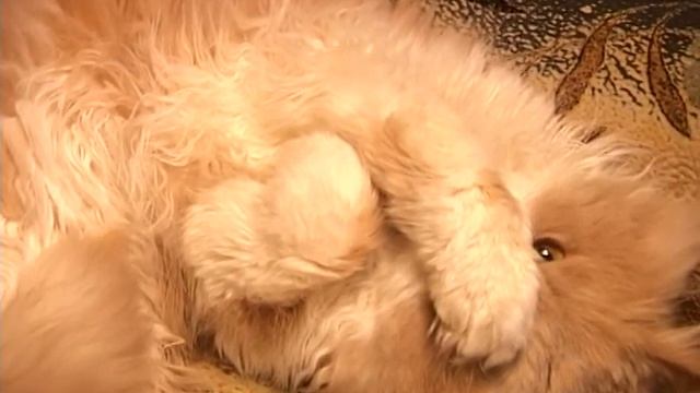 Кот Бублик предсказывает погоду смотреть онлайн