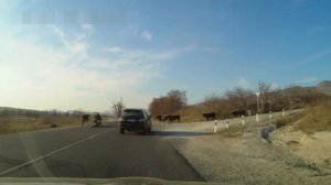 Корова и Байкер. ДТП. Cow and Biker. Accident.