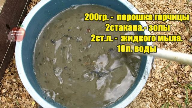 БЕЗ ПРОМЕДЛЕНИЯ СРОЧНО ОПРЫСКАЙ ТОМАТЫ ПРОТИВ РАЗНООБРАЗНЫХ БОЛЕЗНЕЙ БЕЗ ХИМИИ,ПОКА ОНИ НЕ ЗАБОЛЕЛИ