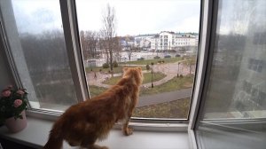 The cat ate my camera, joke.? Кот съел мою камеру I Прикол.