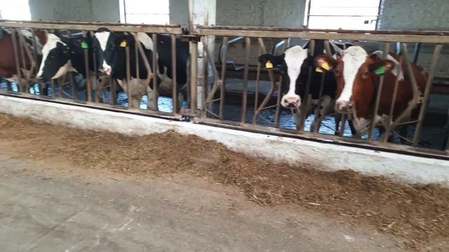 Определил причину снижения надоев смотреть онлайн