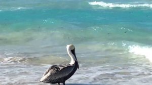 Чайки и пеликаны! Куба. Варадеро!