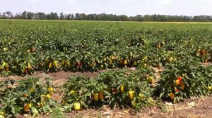 Бэст F1 -  сладкий перец от Саката.