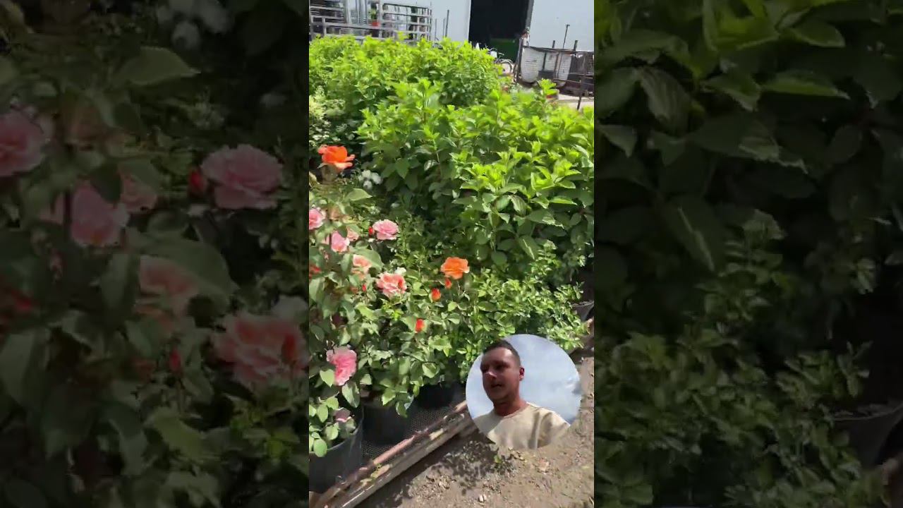 Обзор отгрузочной площадки питомника "ЁЛЫ-ПАЛЫ" от Василия  #питомникрастений #гортензии