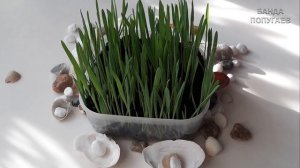 ? Чем кормить волнистого попугая. Питание волнистого попугая. How to feed a budgie