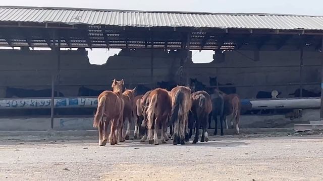 нархи АСП,буқачаҳои ГРЕФОРД, АНГУСТ, СЕМЕНТАЛ,АВРИКУЛ дар ҚАЗОҚИСТОН