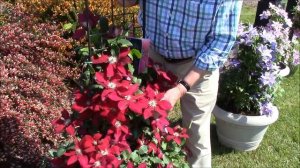 Clematis Rebecca - Best red flowering clematis