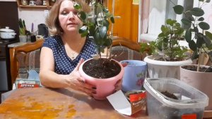 ДИПЛАДЕНИЯ, УХОД И ПОСАДКА