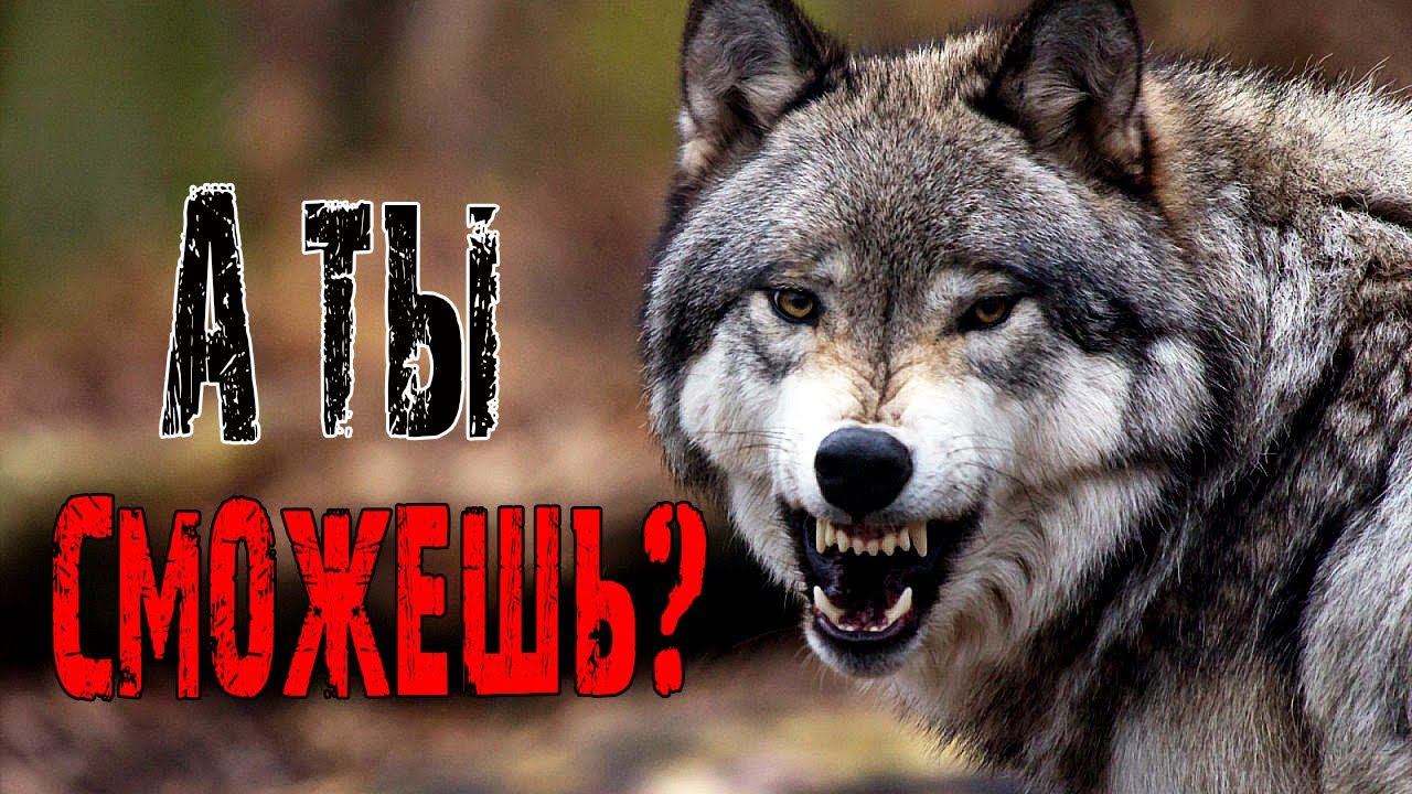Накормили голодных Волков и Медведей мясом на Новый год. Звериная благодарность.