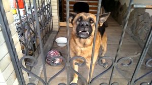Ну очень злой пес 1)) -Well, very angry dog