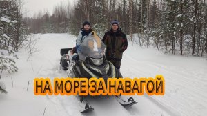 Рыбалка на навагу на Белом море