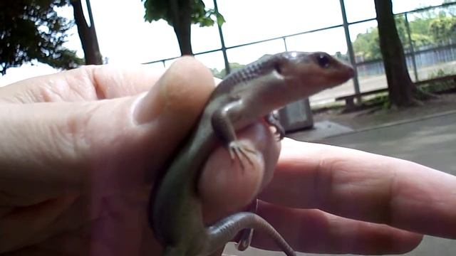 Ящерку поймал в Токио в парке смотреть онлайн
