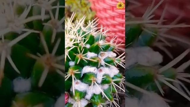 My Cactus All Set to Bloom | Barrel Cactus | Ferocactus ||FunandMore || #shorts