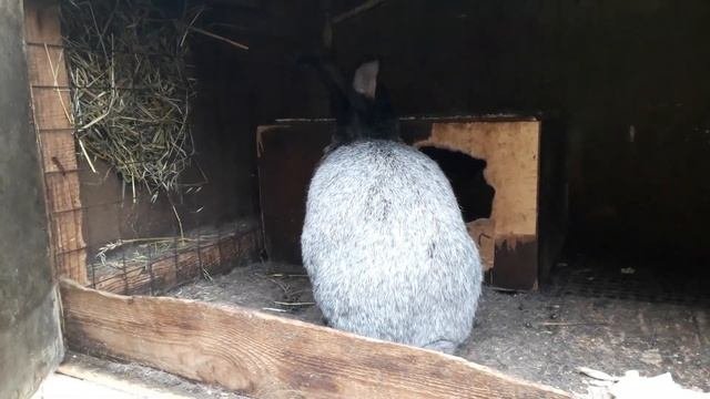Кролиководство.Ожирение у крольчих.Причины и последствия.