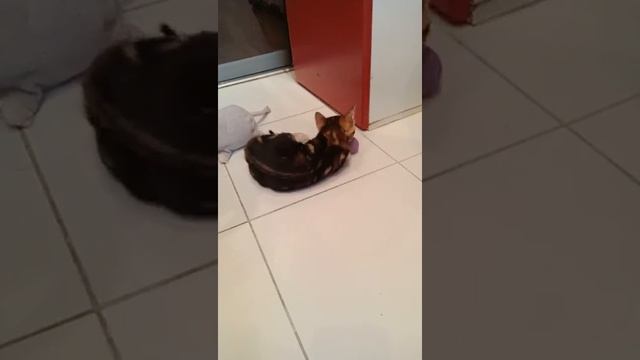 Бенгальский котёнок, мрамор. Бенджамин. 22.10.2018 смотреть онлайн