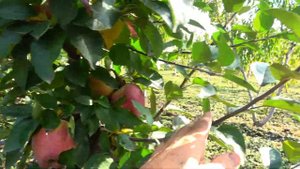 Высокая ароматичность и низкая кислотность / Яблоня РЕД ЧИФ