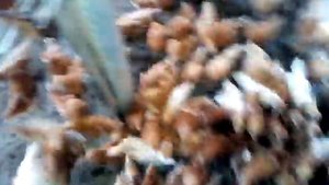 Ломан Браун 2 месяца -