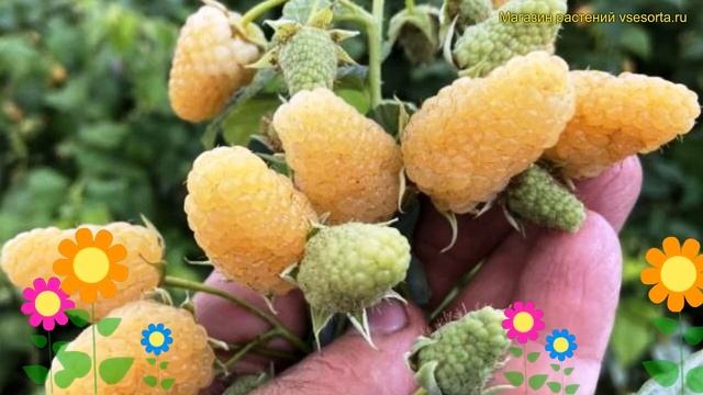 Малина ремонтантная Светлячок. Краткий обзор, описание характеристик Rubus Idaeus