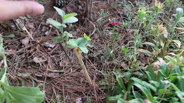 Growing Philadelphus Coronarius aka Mock Orange in the Cutting Garden ~ Ep 70 смотреть онлайн