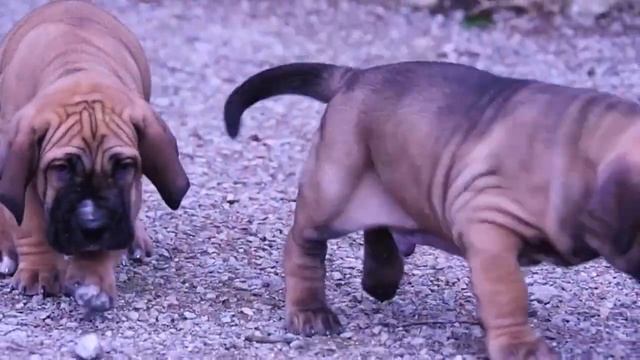 щенки Фила Бразилейро(Бразильский Мастиф). puppies Fila Brasileiro(Brasilian Mastiff) смотреть онлайн