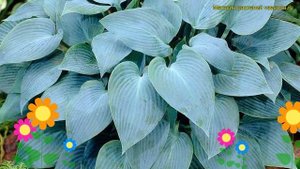 Хоста гибридная Канадиан Блу. Краткий обзор, описание характеристик hosta hybrida Canadian Blue