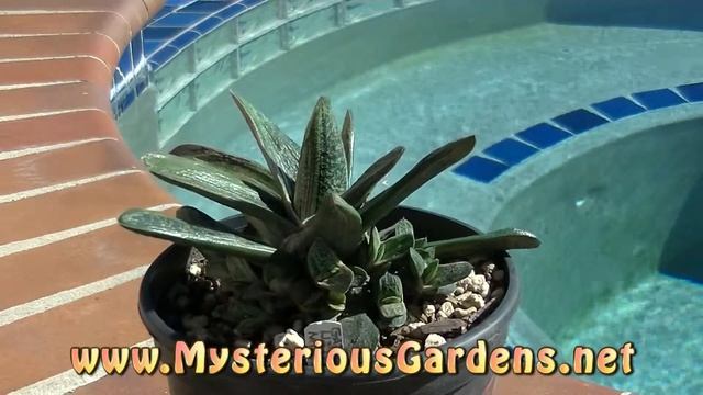 GASTERIA X LITTLE WARTY MINIATURE FORM | Mysterious Gardens | G00015 смотреть онлайн