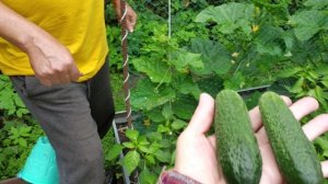 Первый огурец, а когда же помидоры созреют?