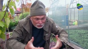 Аюга или живучка ползучая - декоративные свойства полезного почвопокровного многолетника!