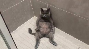 Я РЖАЛ ЦЕЛЫЙ ЧАС?ПОДБОРКА СМЕШНЫХ КОТОВ И СОБАК ДЛЯ ХОРОШЕГО НАСТРОЕНИЯ? #2