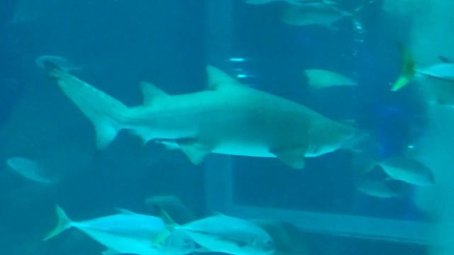 АкваРио (океанариум в Рио-де-Жанейро) 7 января 2023 г. смотреть онлайн