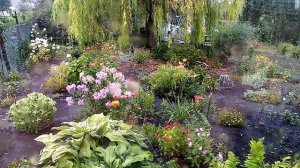 Просто дождь