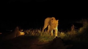 Животные заповедников Африки занесённые в красную книгу Львы Слоны Леопарды Носороги Буйволы