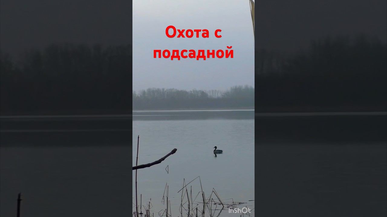А вот и он #охота #охотанауток #охотанагуся #shortvideo #maxhunter #весенняяохота