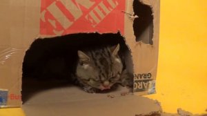 ДОМИК ДЛЯ КОТА СВОИМИ РУКАМИ