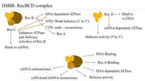 Double strand break repair by Rec ABCD mechanism