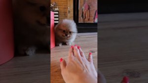 Мини шпиц, маленькие щенки от fluffynikstar. померанский шпиц и немецкий малый шпиц.