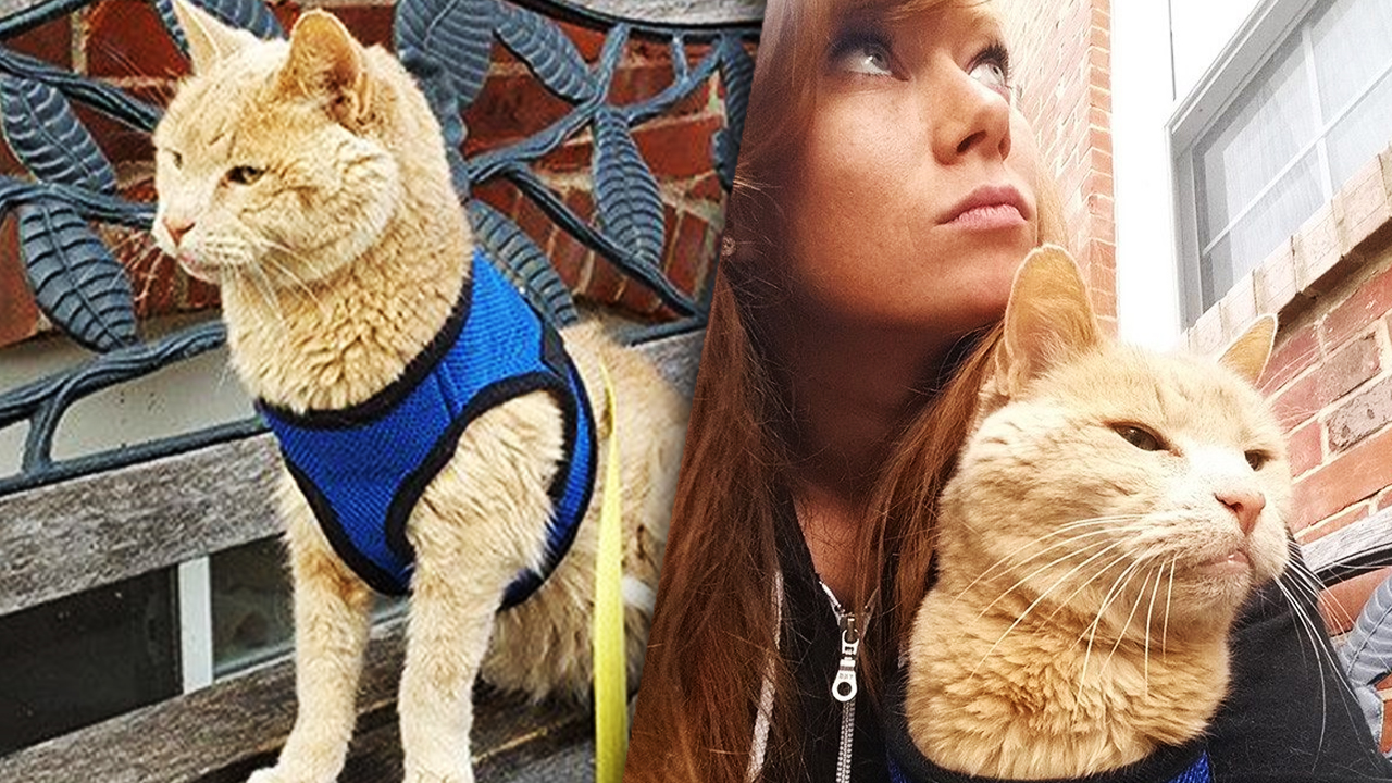 Девушка спасла кота. 12 ти летний кот. Большие кошки. Девушка спасла кота. Девушка спасла кота.