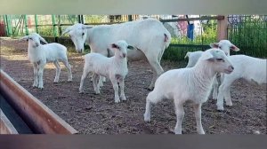 Ягнята Белого Дорпера, нам 2 недели, 01.07.2022г./Lambs of the White Dorper.