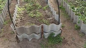 15 октября ,сажаем лук и морковь под зиму ,Фацелия на картофельном поле ,последнии теплые дни .