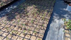 #Черенкование голубики. Результаты. Зелёное черенкование..