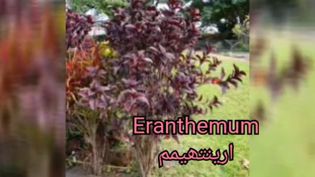 Five Beautiful plants Colorful leaves| Dracaena|Acalypha|Croton|Eranthemum| Coleus| How to Grow смотреть онлайн