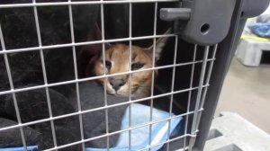 Именно так выглядит гибрид кошки и степной рыси