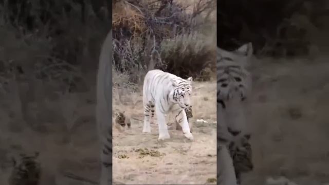 Лев и львица любовь
