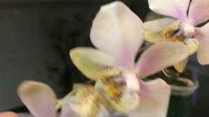 Красивее этих фаленопсисов - только эти фаленопсисы. Орхидеи Филлипинские.