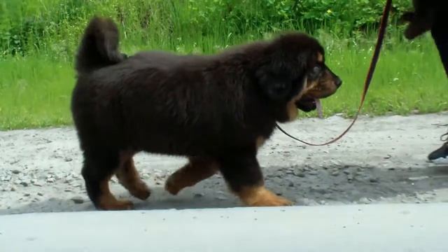 Тибетский мастиф. Девочка 3.5 месяца. Tibetan mastiff. Girl 3.5 months old смотреть онлайн