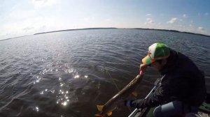 Крупная щука Иваньковского водохранилища